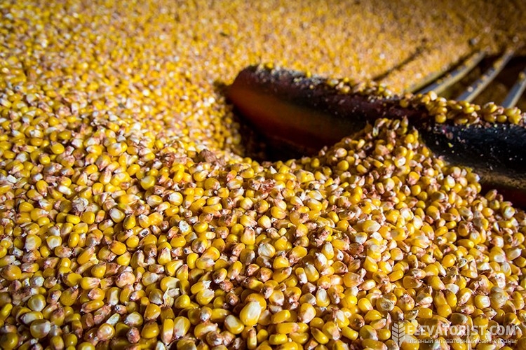 Сушка зерна - процесс изменения свойств зерна