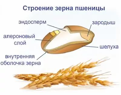 Характеристики зерна как объекта сушки